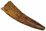 Fossil Spinosaurus Tooth - Real Dinosaur Tooth #356790-1